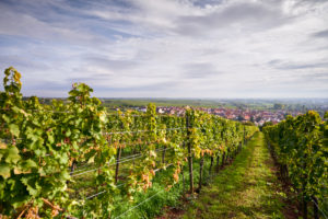 Weinberg, Rebzeile mit reifen Rieslingtrauben, Blick auf Ungstein Weinberg, Rebzeile mit reifen Rieslingtrauben, Blick auf Ungstein